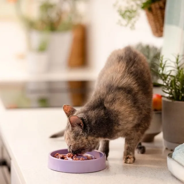 Basic Slow Down Kattskål i Melamin 15 cm Lila