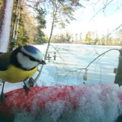 Bird Buddy Fågelmatare med Kamera Blå
