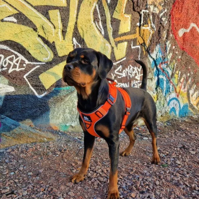 Cerberos Active Hundsele Orange