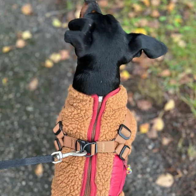 51 Degrees North Jules Kombinerad Hundjacka och Hundsele Brun