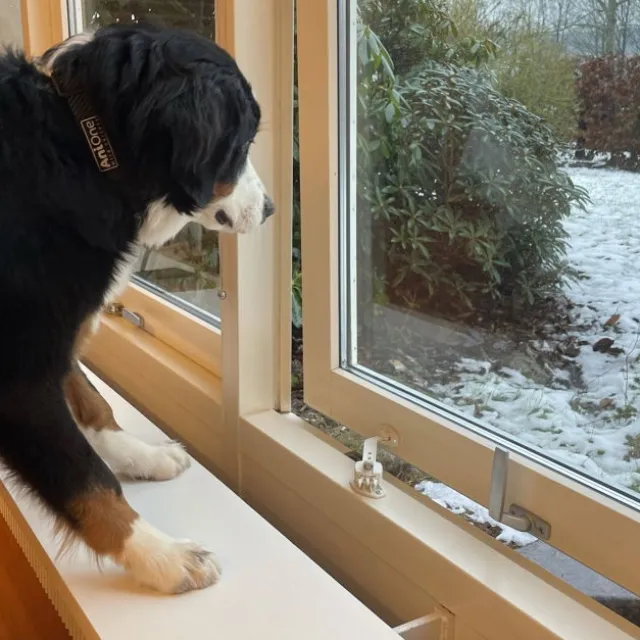 DogSpace Startkit för att Valpsäkra hemmet