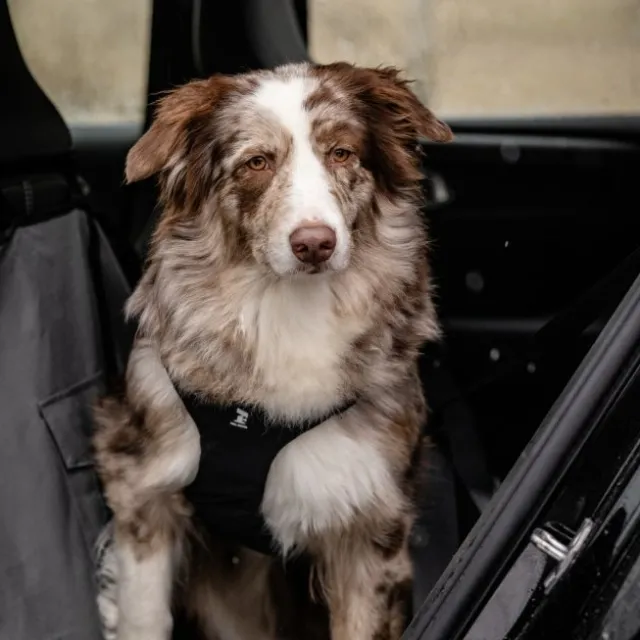 Feel Active Bilsele Svart