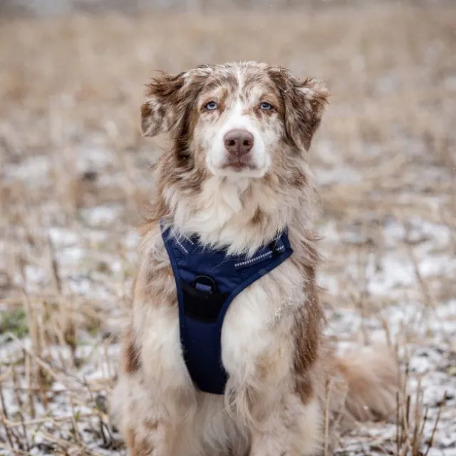 Feel Active Training Hundsele Mörkblå