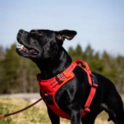 Feel Active Training Hundsele Röd