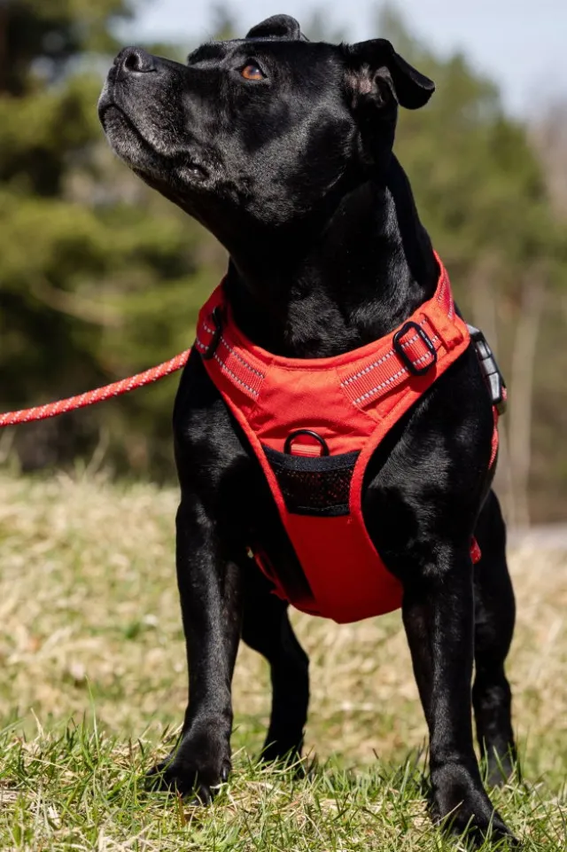 Feel Active Training Hundsele Röd