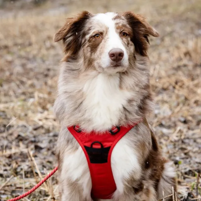 Feel Active Training Hundsele Röd