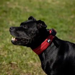 Feel Active Vadderat Hundhalsband Röd