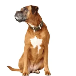 Hunter Aalborg Hundhalsband Läder Olivgrön