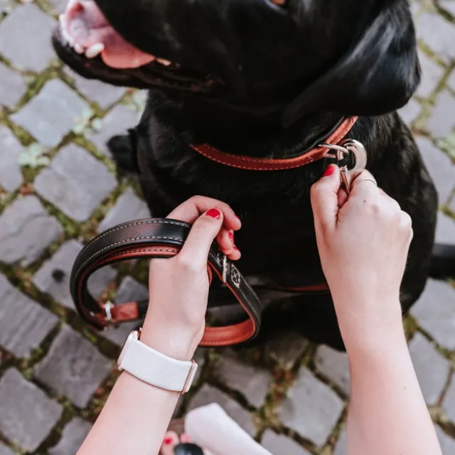 Hunter Canadian UP Hundhalsband Läder Brun