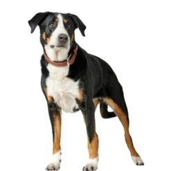 Hunter Canadian UP Hundhalsband Läder Brun
