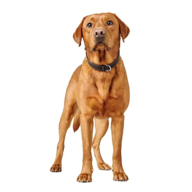 Hunter Canadian UP Hundhalsband Läder Svart
