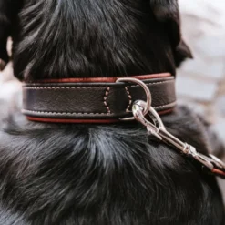 Hunter Canadian UP Hundhalsband Läder Svart