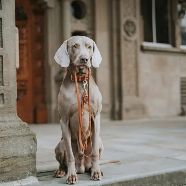 Hunter Solid Education Hundhalsband Läder Brun