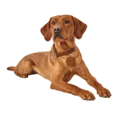 Hunter Solid Education Hundhalsband Läder Brun