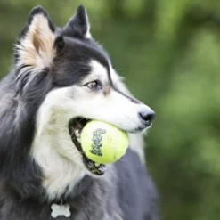 KONG Airdog Squeaker Boll med Snöre