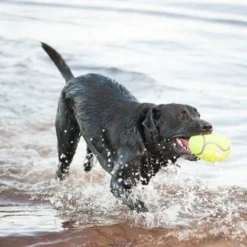KONG AirDog Squeaker Fotboll