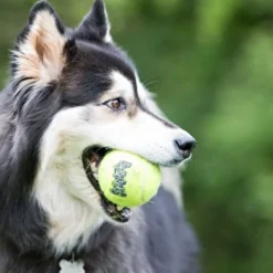 KONG AirDog Squeaker Tennisbollar 3-pack