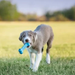 KONG Puppy Goodie Bone