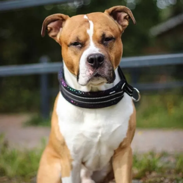 Kusse&Kutta Hundhalsband Brett Svart & Glitter