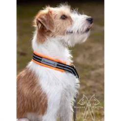 Kusse&Kutta Hundhalsband Halvstryp Orange