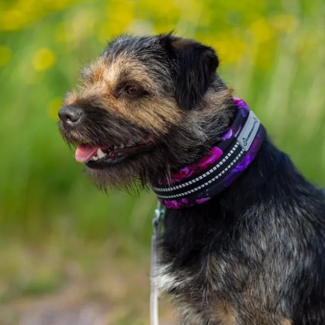Kusse&Kutta Hundhalsband Halvstryp Lila Blommor