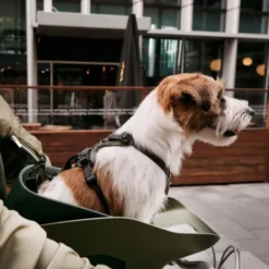 Kvisp Cykelkorg till Hund med Sele Grå