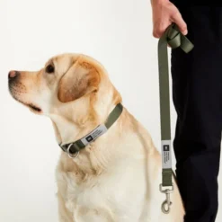 Makia Hundhalsband Grön
