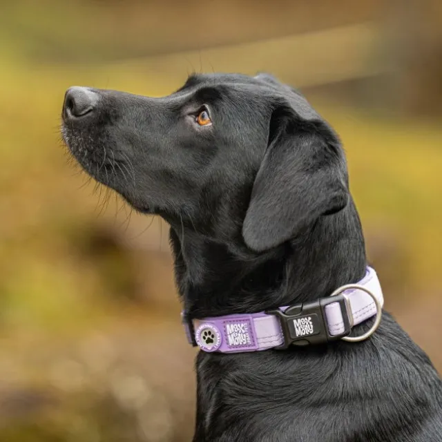 Max&Molly Smart ID Hundhalsband Matrix 2.0 Lila