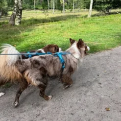 Non-Stop Dogwear Line Hundsele 5.0 Turkos