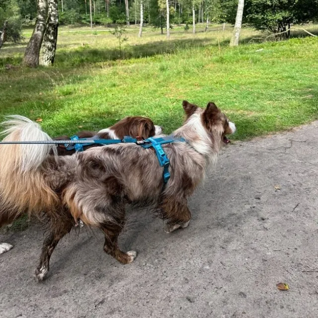 Non-Stop Dogwear Line Hundsele 5.0 Turkos