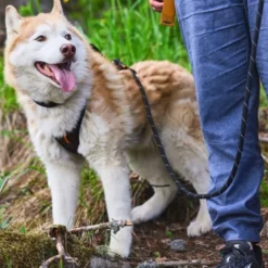 Non-Stop Dogwear Rock Justerbart Repkoppel 2,3 m Svart