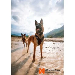 Non-stop Dogwear Rock Justerbart Hundhalsband Svart/Orange