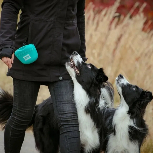 Pro Dog Godisväska i Silikon Turkos