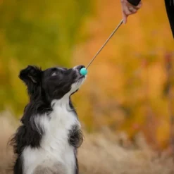 Pro Dog Target Stick Mintgrön