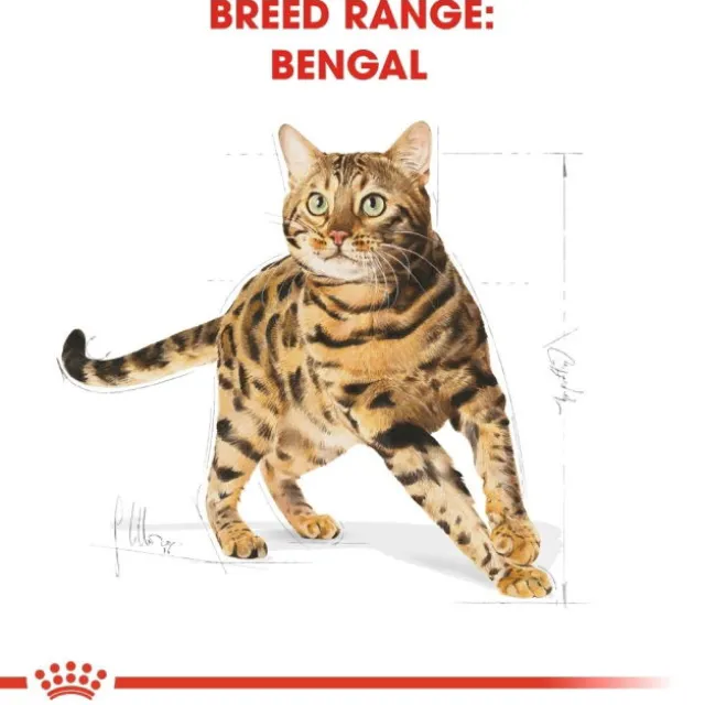 Royal Canin Bengal Adult torrfoder för katt