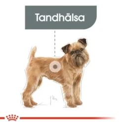 Royal Canin Dental Care Mini Adult torrfoder för hund