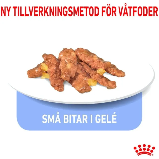 Royal Canin Indoor Sterilised Jelly Adult våtfoder för katt 12x85 g