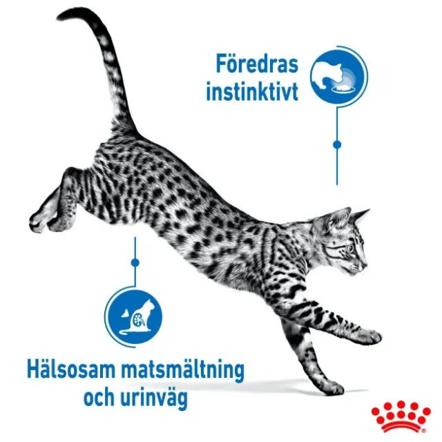 Royal Canin Indoor Sterilised Jelly Adult våtfoder för katt 12x85 g