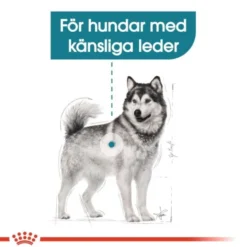 Royal Canin Joint Care Maxi Adult torrfoder för hund