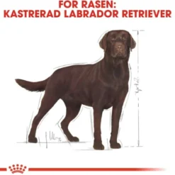 Royal Canin Labrador Retriever Sterilised Adult torrfoder för hund