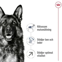Royal Canin Maxi Adult 5+ torrfoder för hund