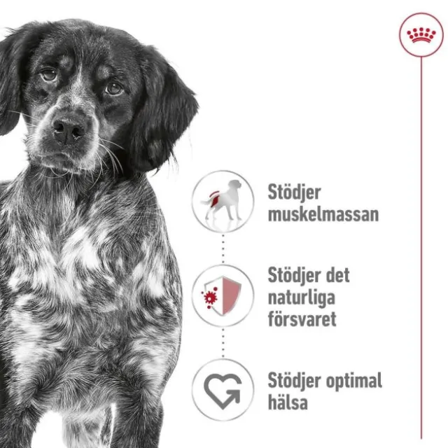 Royal Canin Medium Adult torrfoder för hund