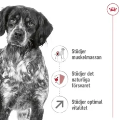 Royal Canin Medium Adult 7+ torrfoder för hund