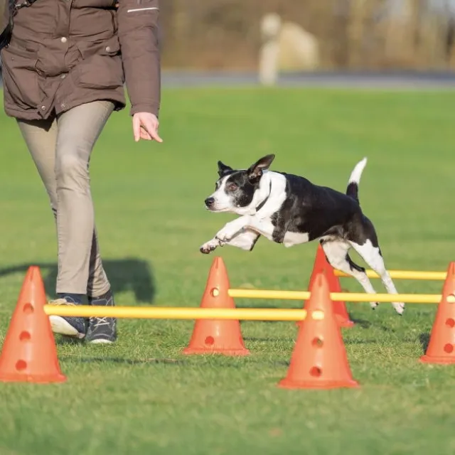 Trixie Dog Activity Hinderset 3 hinder 6 koner