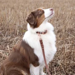 Tyylivoitto Classy Hundhalsband Brun