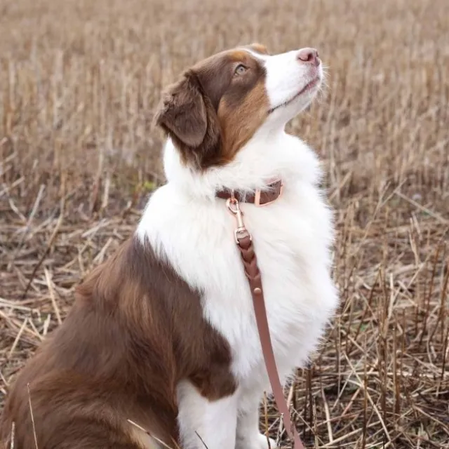 Tyylivoitto Classy Hundhalsband Brun
