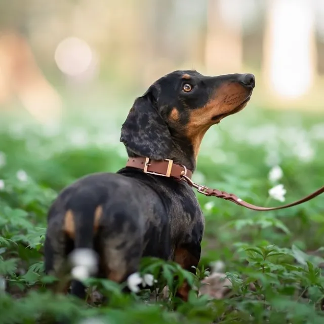 Tyylivoitto Classy Hundhalsband Brun