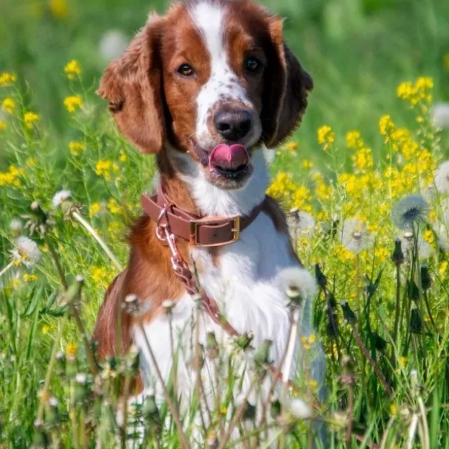 Tyylivoitto Classy Hundhalsband Brun