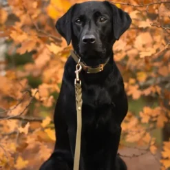 Tyylivoitto Classy Hundhalsband Olivgrön