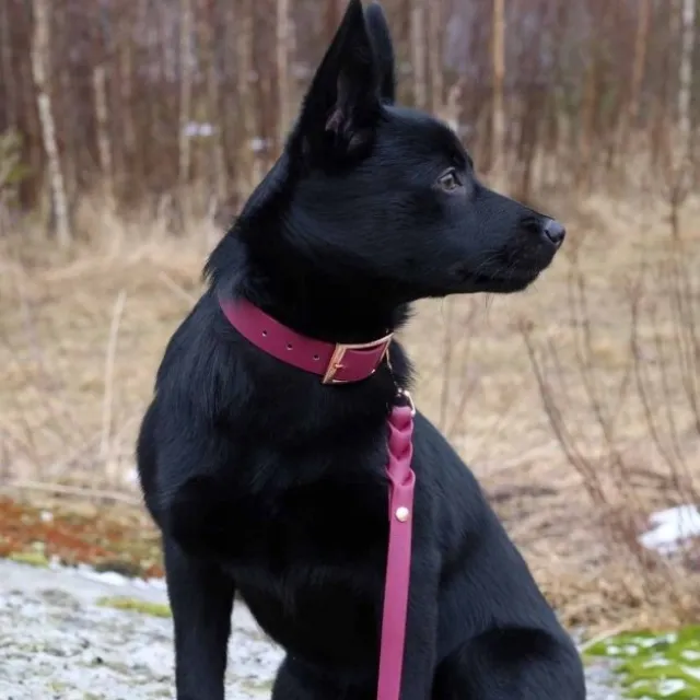 Tyylivoitto Classy Hundhalsband Vinröd